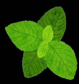 Mint